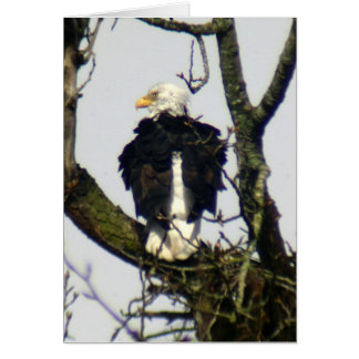 Eagle always vigilante ...