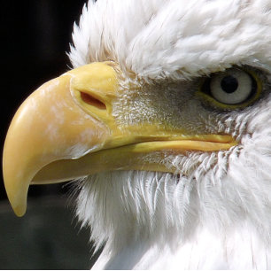 EAGLE BIRD OF PREY   TISSUE PAPER