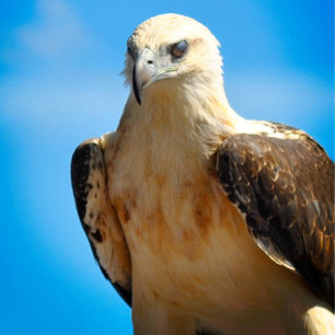 Eagle Desin Motivational Inspirational Poster