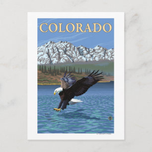 Eagle DivingColorado Postcard