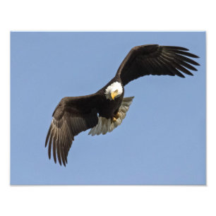 Eagle Eye Photo Print