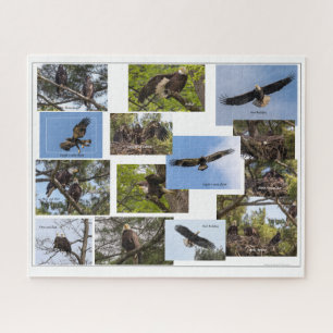 Eagle Family Life Jigsaw Puzzle