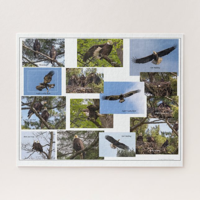 Eagle Family Life Jigsaw Puzzle (Horizontal)