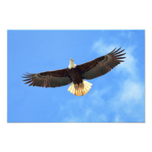 Eagle Flying Photo Print