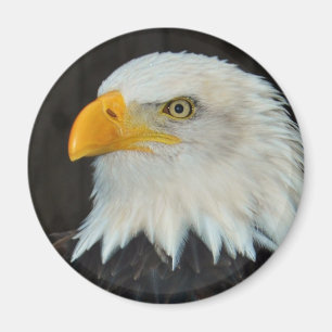 Eagle Head Magnet