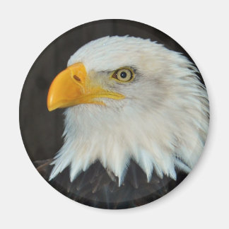 Eagle Head Magnet