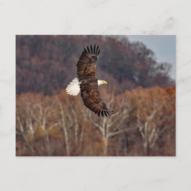 Eagle In Autumn Postcard (Front)