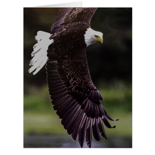Eagle in flight (Front)