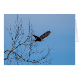 Eagle In Flight