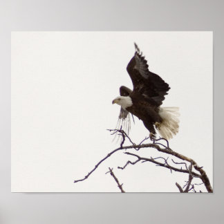Eagle in flight poster