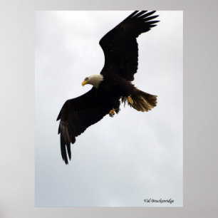 "Eagle In Flight" Poster