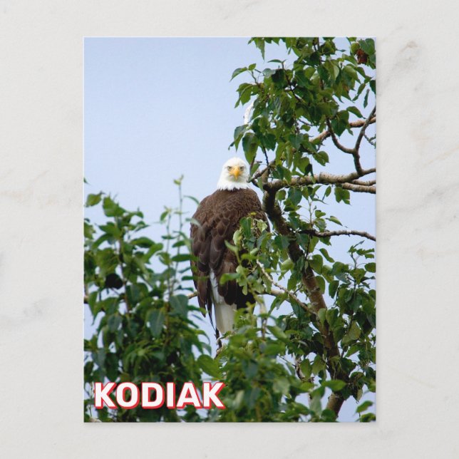 Eagle In Kodiak, Alaska Postcard (Front)