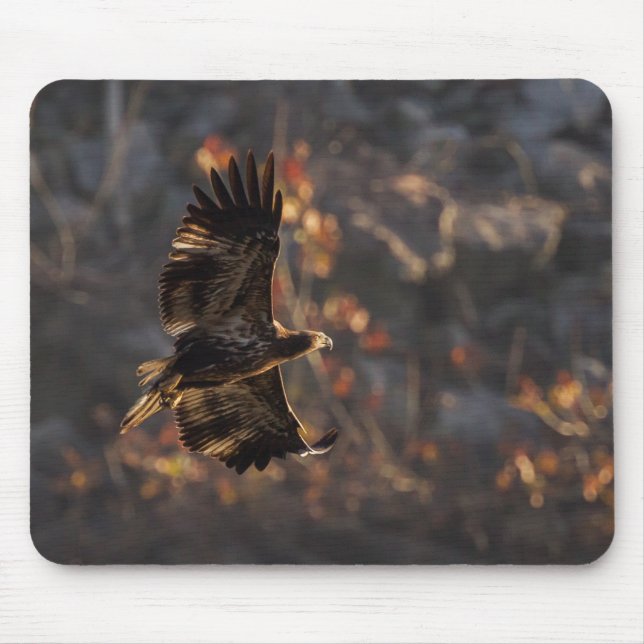 Eagle In the Golden Hour Mouse Pad (Front)