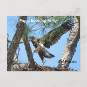 Eagle learning to fly Spiegeland Florida Postcard