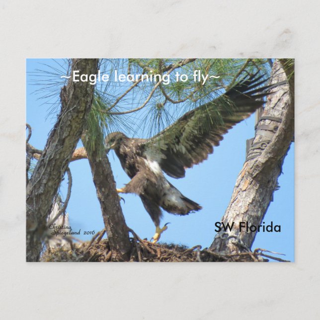 Eagle learning to fly Spiegeland Florida Postcard (Front)