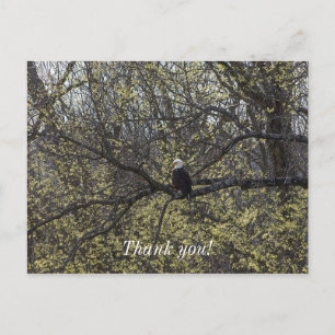 Eagle Lookout Painterly Postcard