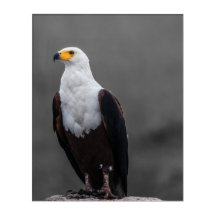 Eagle Minimalist Selective Colour Photography