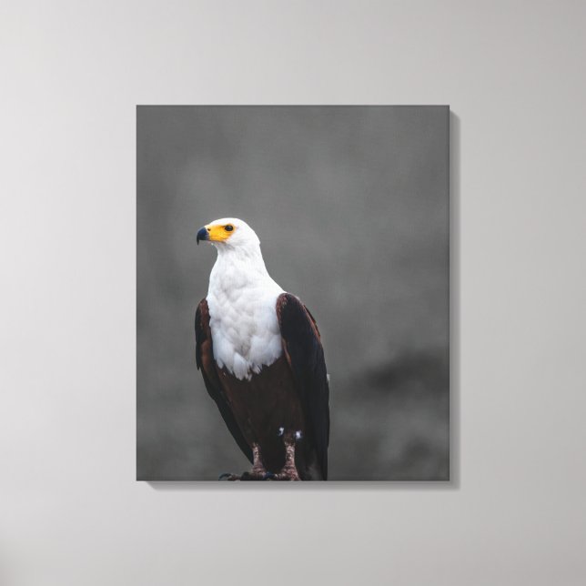Eagle Minimalist Selective Colour Photography Canvas Print (Front)