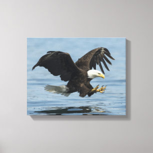 Eagle on Approach Canvas Print