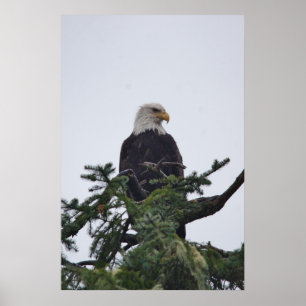 Eagle on tree top picture poster