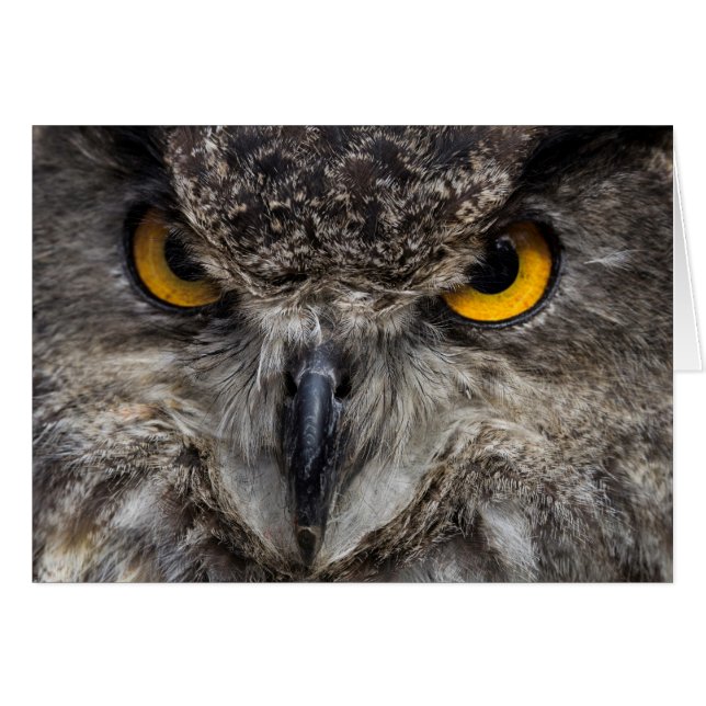 Eagle Owl (Front Horizontal)