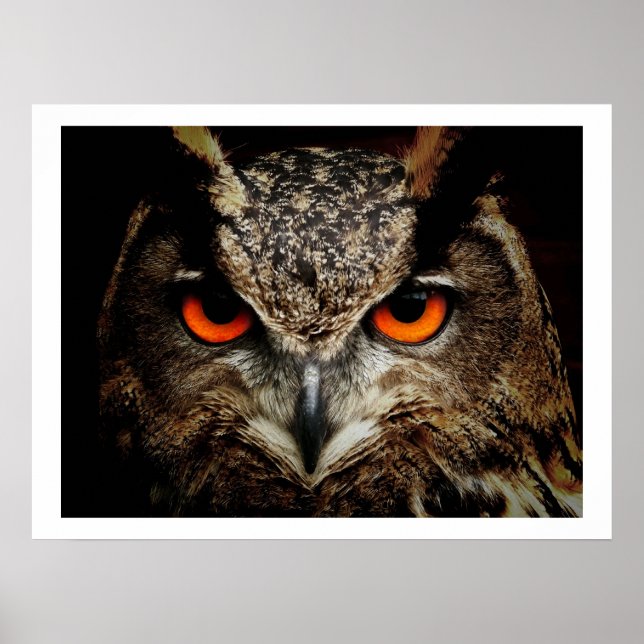 Eagle Owl Eyes Poster (Front)