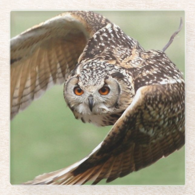 Eagle Owl In Flight Glass Coaster (Front)