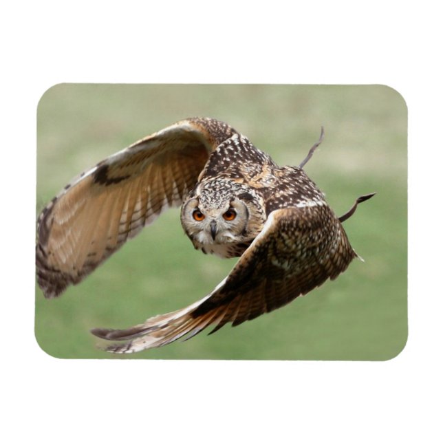 Eagle Owl In Flight Magnet (Horizontal)