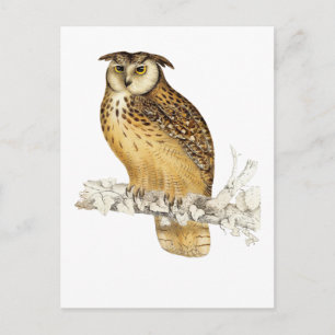 Eagle Owl Postcard