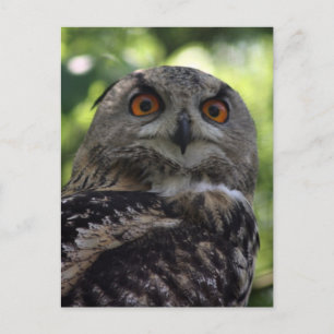 Eagle-owl Postcard