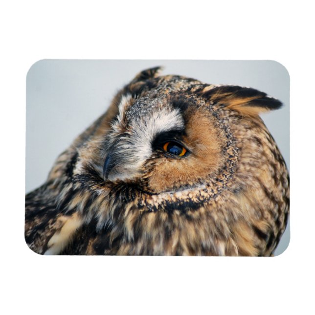 Eagle Owl Premium Magnet (Horizontal)