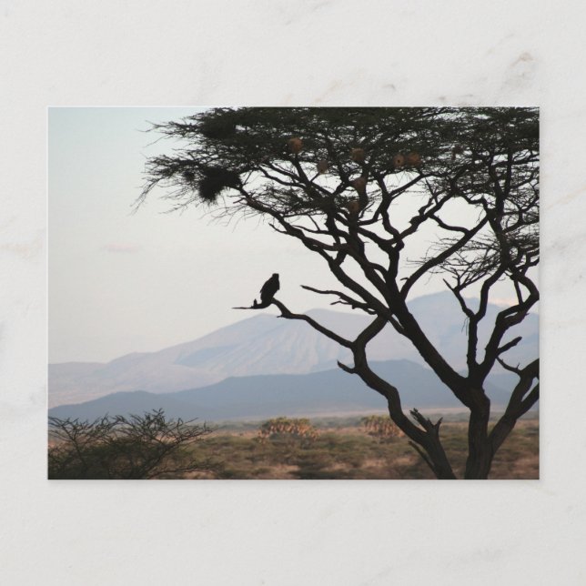 Eagle Owl Silhouette Postcard (Front)