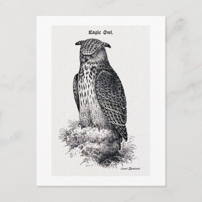 "Eagle Owl" Vintage Illustration Postcard (Front)