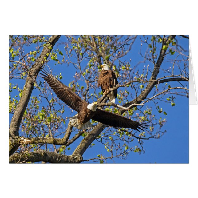 Eagle Pair (Front Horizontal)