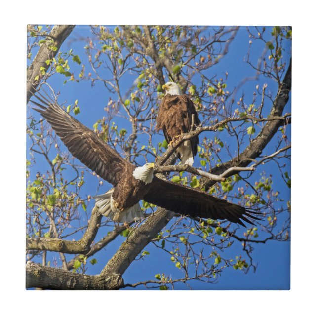 Eagle Pair Tile (Front)