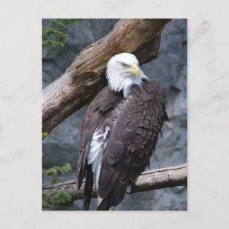 Eagle Perch Postcard