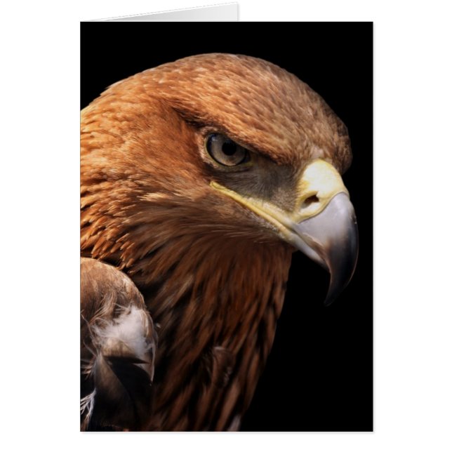 Eagle portrait isolated on black (Front)