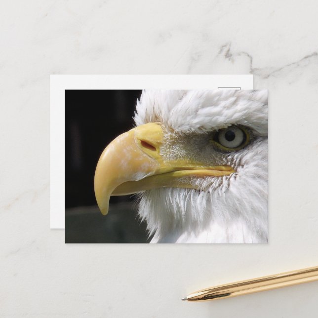 EAGLE POSTCARD (Front/Back In Situ)