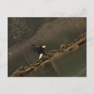 Eagle Postcard