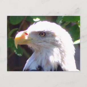 Eagle Postcard