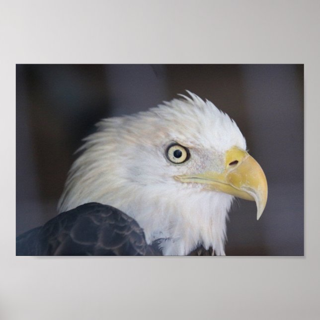Eagle Poster (Front)