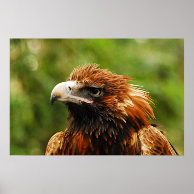 Eagle  poster (Front)