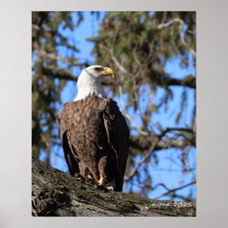 Eagle Poster