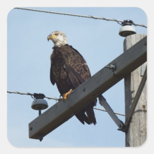 Eagle Square Sticker