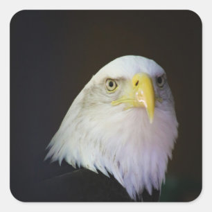 eagle square sticker