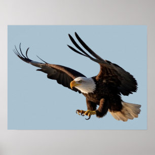 Eagle Swooping Down Poster