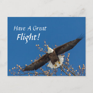 Eagle Up Postcard