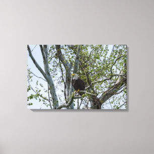 Eagle Watch Out Canvas Print