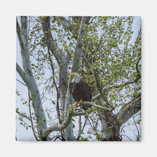 Eagle Watch Out Magnet