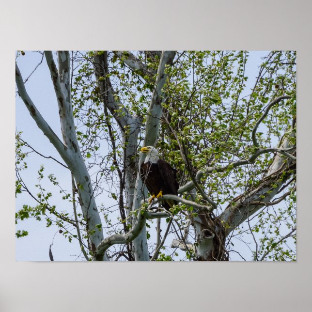 Eagle Watch Out Poster (Front)